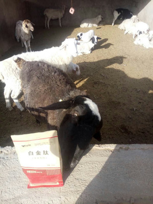 拜特威牛羊催肥王 科學增重，廠家直銷，助您養殖效益倍增